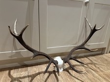 Large Red Deer Stag Antler Horn skull