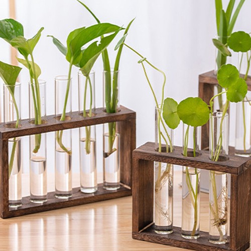 Wall hanging plant propagation - wall,