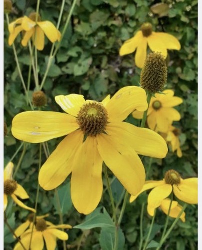 Rudbeckia lacinata yellow - rudbeckia,