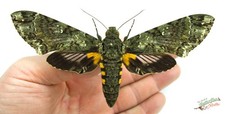 Cocytius Duponchel Hawk Moth SET x1 A- FEMALE Entomology Specimen