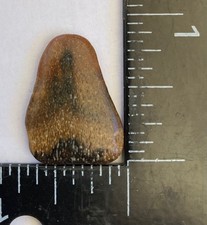 ANCESTRAL WHITE Shark Tooth - 7/8 inch - NATURAL FOSSIL - from South Africa