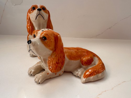 Cavalier king charles - cavalier,