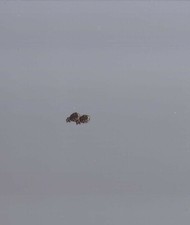 Two bronze oak leaf - bronze,