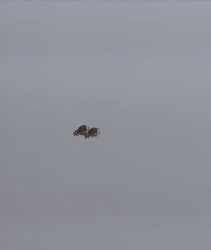 Two bronze oak leaf - two, device