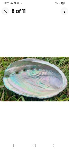 Abalone shell natural - abalone,