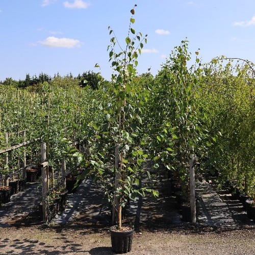 Betula snow queen birch tree - snow,