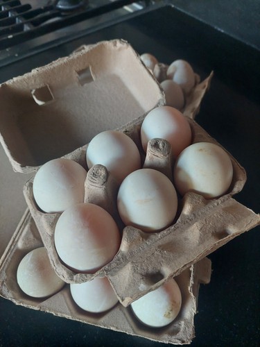 Free range duck eggs for