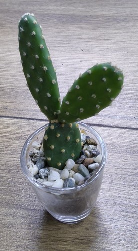 Opuntia quitensis prickly - prickly, pear