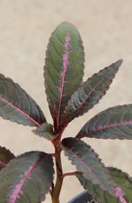 Impatiens Omeiana Pink Nerves