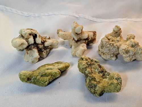 Multiple pieces dead coral - ,