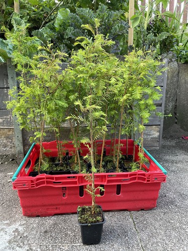 Dawn redwood tree - dawn,