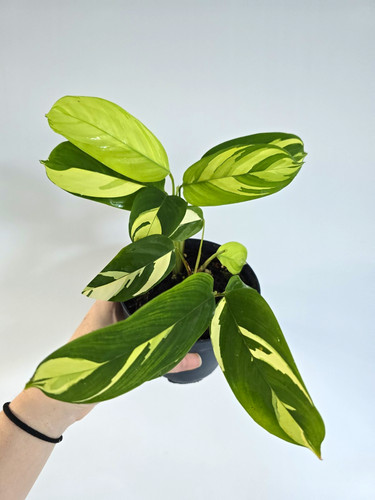 Variegated ctenanthe pilosa - ctenanthe,
