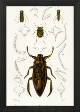 Different Types Of Insects