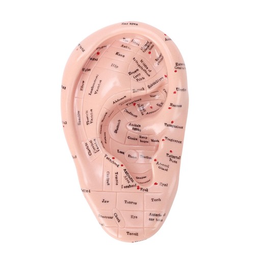17cm acupuncture points - points, ear