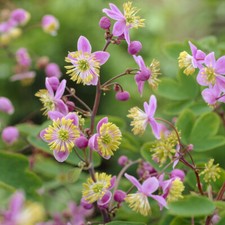 Meadow Rue Thalictrum, 3 x