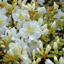 Azalea Dwarf White Hardy Shrub