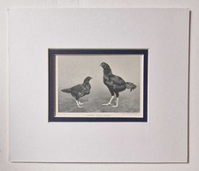 SPORT & GENERAL Indian Game