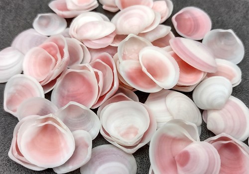 Rose petal tellin seashell - petal,