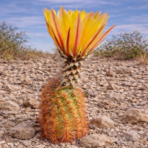 Echinocereus dasyacanthus