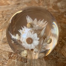 Hippocampus Embedments Lucite