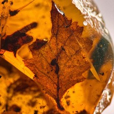 Leaf in Burmese / Burmite