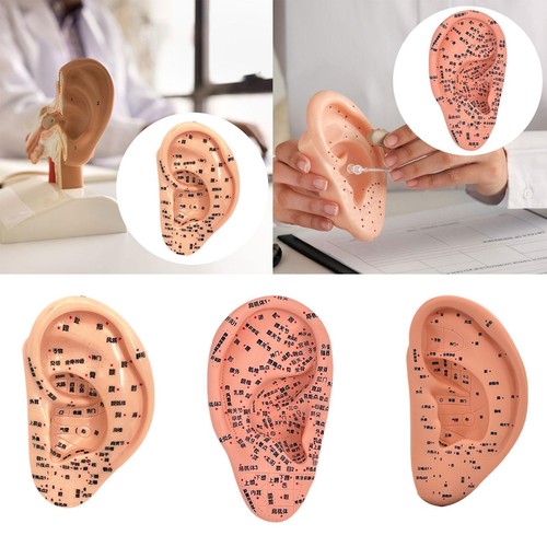Ear acupuncture model teaching - model,