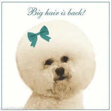 poodle dog Card cute funny