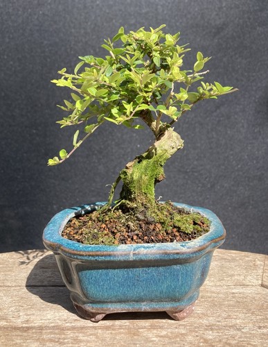 Lonicera nitida mame bonsai - lonicera,