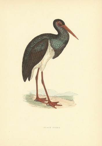 Black stork morris british - black, morris's