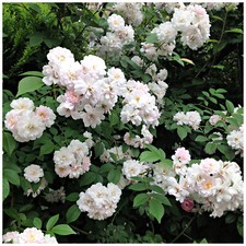 'Paul's Himalayan Musk' Rambling Rose Bush, With Double Pale Pink Flowers