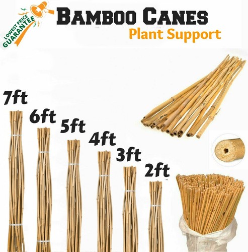 Bamboo garden canes thick - canes,