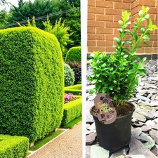 Buxus common box - buxus,