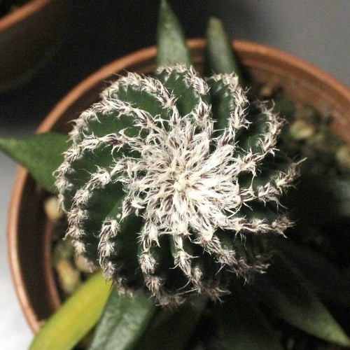 Discocactus horstii grafted - -,