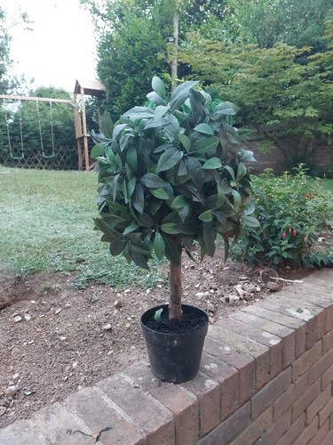 Small potted bay tree indoor - small,
