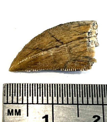 Genuine dinosaur tooth - genuine,