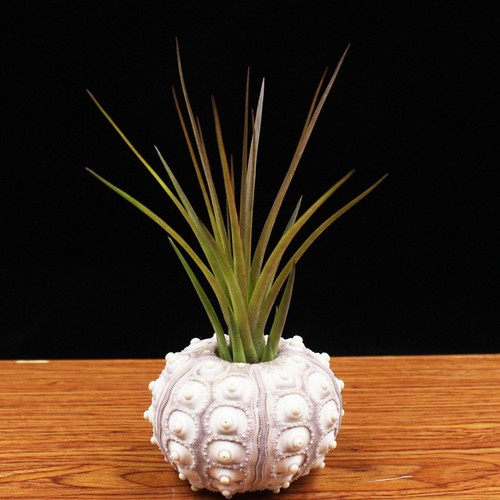Adorable 2pcs pots ceramics - 2pcs,