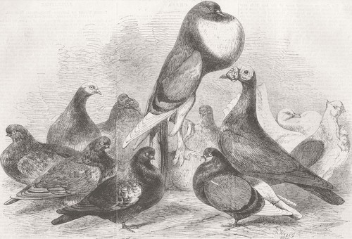 Yorks prize pigeons - pigeons,, show