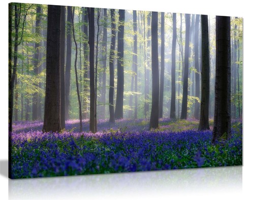 Purple bluebells summer - bluebells,