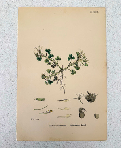 Antique botanical print - antique,