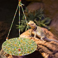  Bearded Dragon Accessories