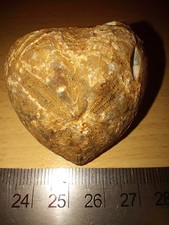 Micraster heart fossil echinoid, sea urchin, cretaceous, genuine