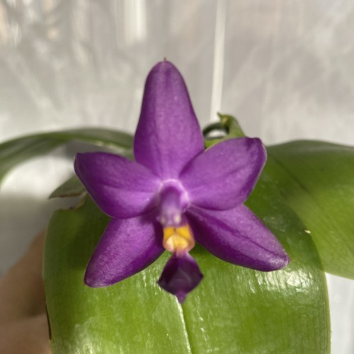 Fragrant phalaenopsis violacea - fragrant,