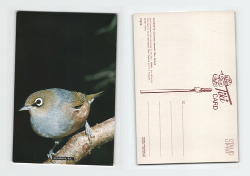 Vintage postcard silvereye - postcard,