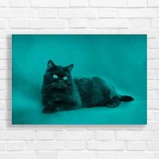 Captivating Black Cat Teal