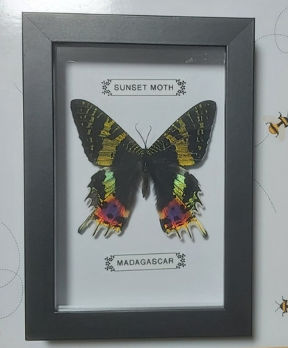 Taxidermy real framed - real,