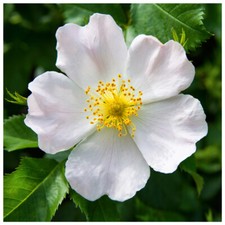 50 White Wild Rose Hedging