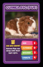 1 x info card Baby Animal Guinea Pig pup ≠ R016