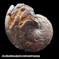 Rare Discoclymenia atlantea