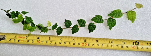 Oak leaf creeping - leaf,