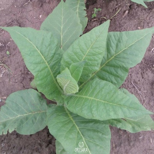 Tobacco havaña classic 300 - tobacco,